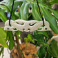 Double Manaia Bone Breastplate with Paua - Rivendell Shop