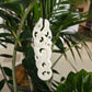 Handcarved Bone Pendant - Large Manaia - Rivendell Shop