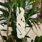 Handcarved Bone Pendant - Large Manaia - Rivendell Shop