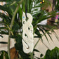 Handcarved Bone Pendant - Large Manaia - Rivendell Shop