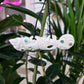 Handcarved Bone Chest Plate Pendant - Tiki - Rivendell Shop