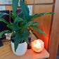 Carved Himalayan Salt Lamp Bowl - Rivendell Shop